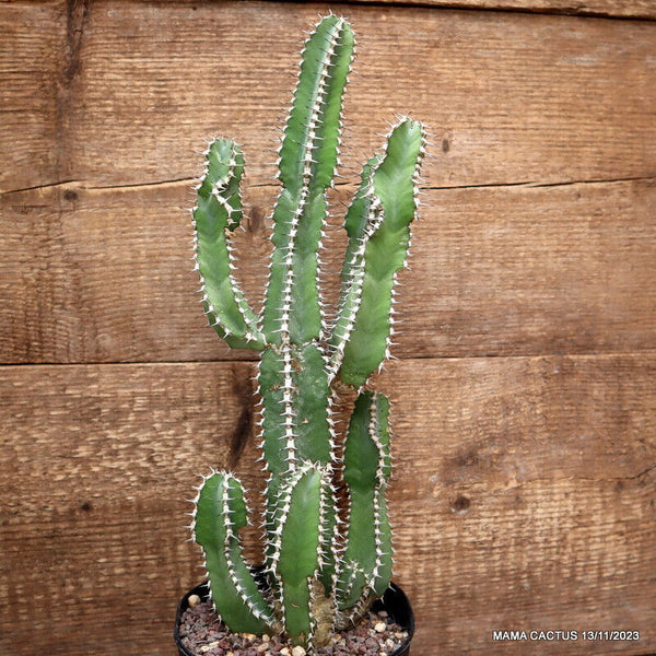 EUPHORBIA POLYACANTHA
