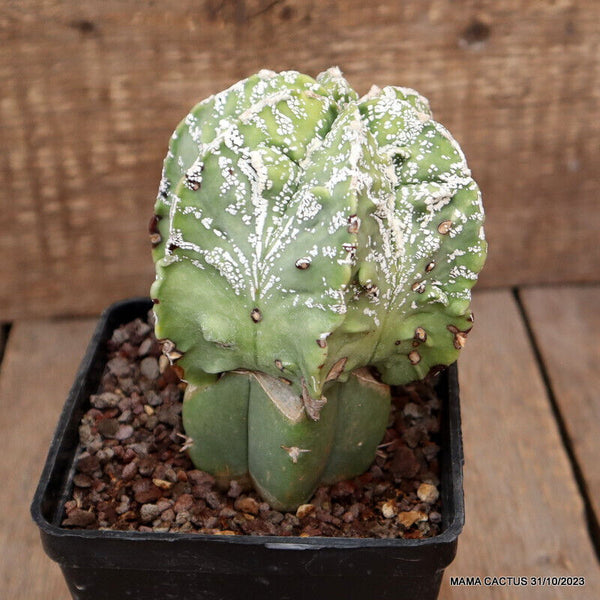 ASTROPHYTUM MYRIOSTIGMA FUKURYU GRAFTED