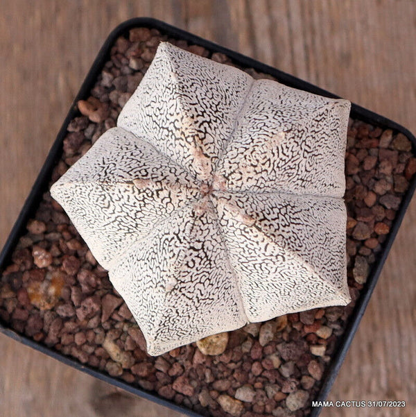 ASTROPHYTUM MYRIOSTIGMA ONZUKA