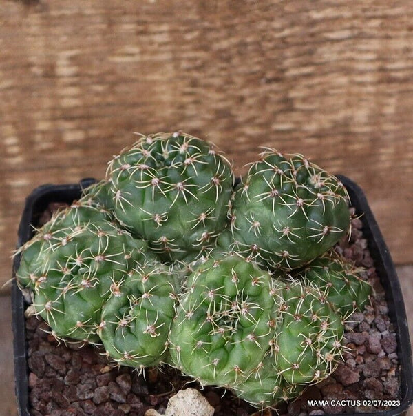 GYMNOCALYCIUM BALDIANUM CRESTED