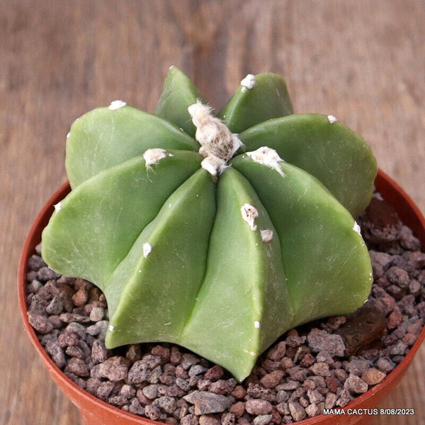 ASTROPHYTUM MYRIOSTIGMA NUDUM