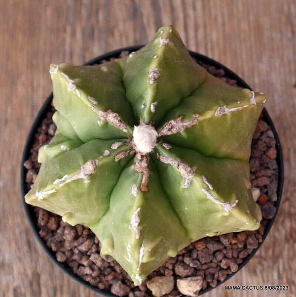 ASTROPHYTUM MYRIOSTIGMA FUKURYU