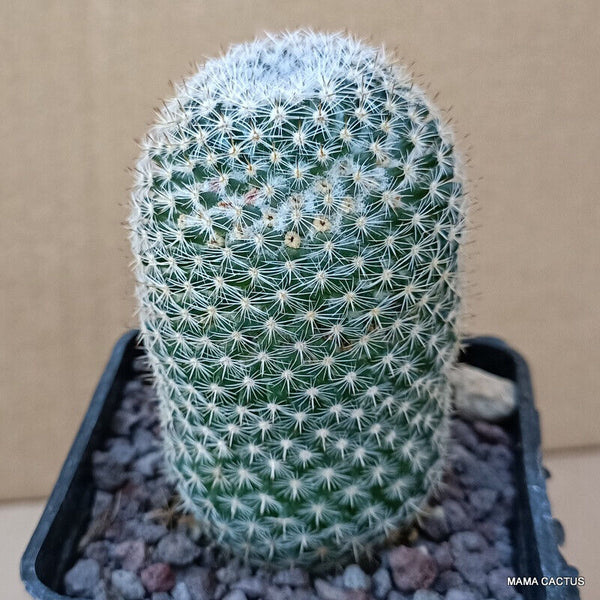 MAMMILLARIA ELEGANS