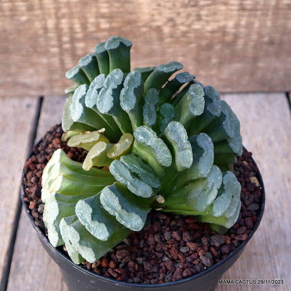 D2764 HAWORTHIA TRUNCATA VERY OLD pot14-H11-W15 cm MaMa Cactus
