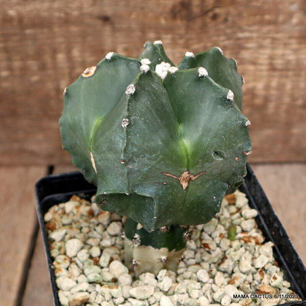 ASTROPHYTUM MYRIOSTIGMA NUDUM GRAFTED