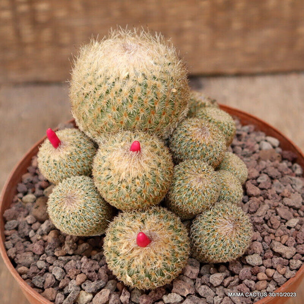 EPITHELANTHA MICROMERIS