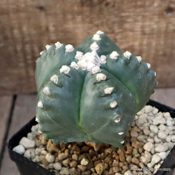 ASTROPHYTUM MYRIOSTIGMA KIKKO GRAFTED