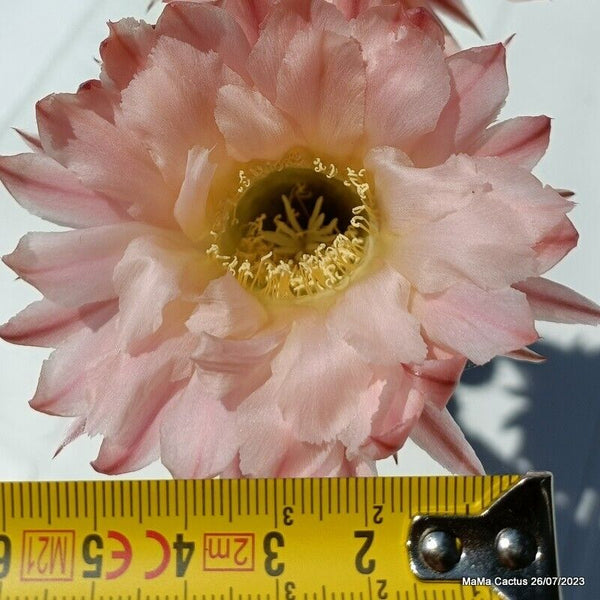 Flower  MaMa Cactus