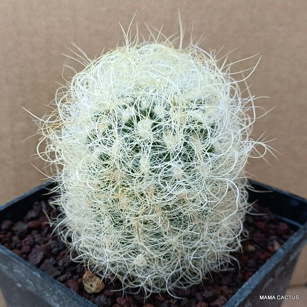 NEOPORTERIA NIDUS SENILIS