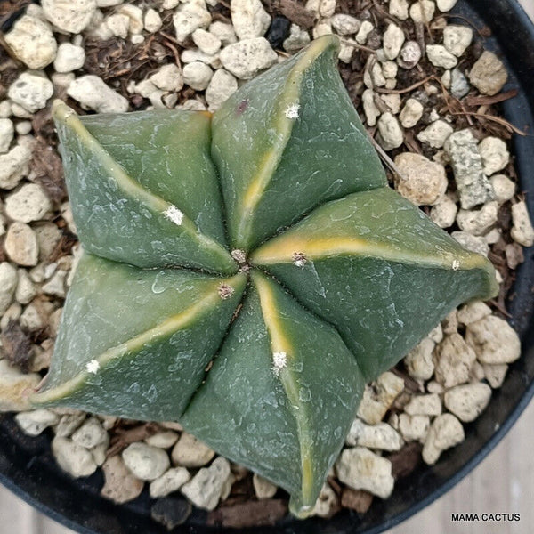 ASTROPHYTUM MYRIOSTIGMA KOH-JO