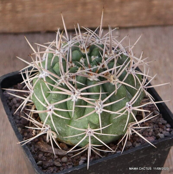 GYMNOCALYCIUM VALNICEKIANUM
