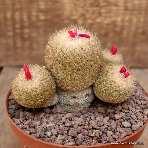 EPITHELANTHA GREGGII