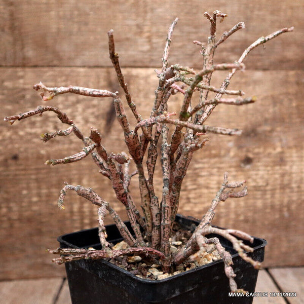 EUPHORBIA PLATYCLADA