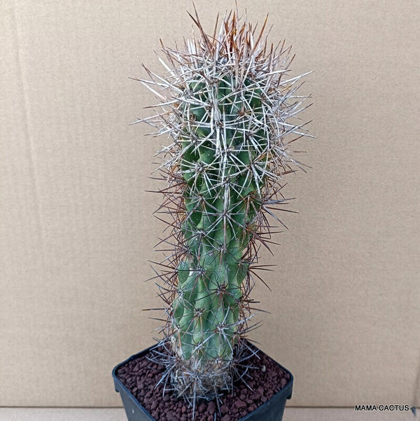 COPIAPOA COQUIMBANA