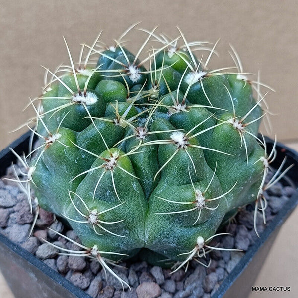 GYMNOCALYCIUM BALDIANUM