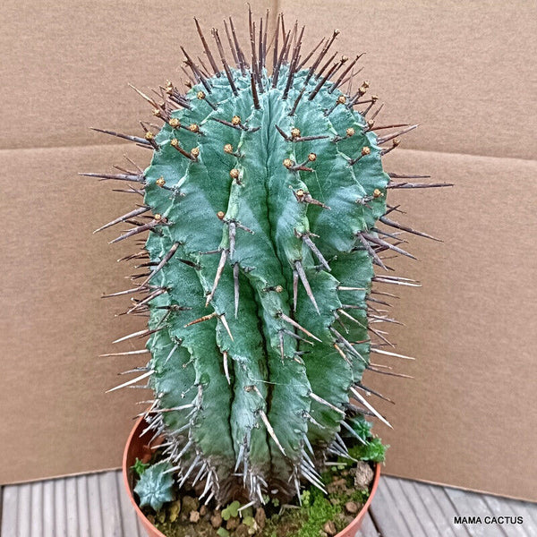 EUPHORBIA HORRIDA OLD