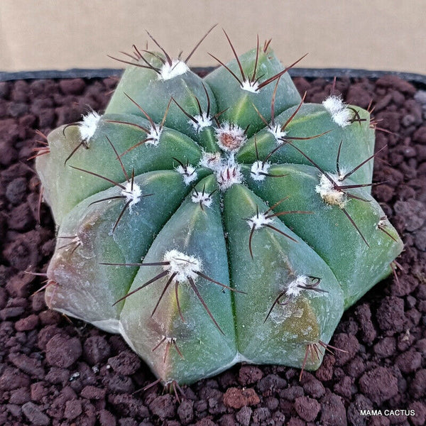 NOTOCACTUS SECURITUBERCULATUS