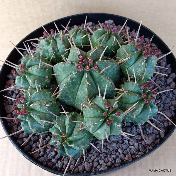 EUPHORBIA MELOFORMIS