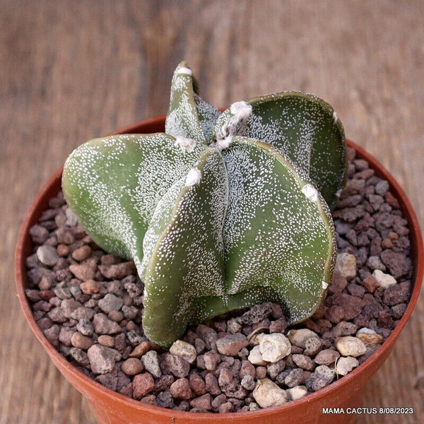 ASTROPHYTUM MYRIOSTIGMA