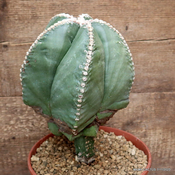 ASTROPHYTUM MYRIOSTIGMA KIKKO GRAFTED