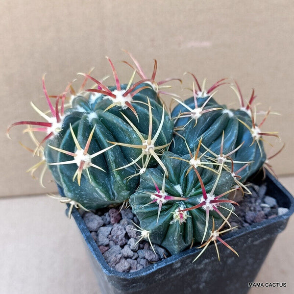 FEROCACTUS LATISPINUS