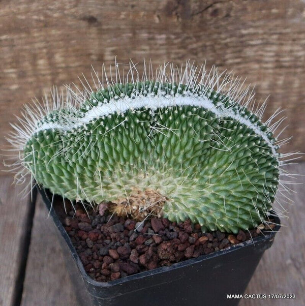 MAMMILLARIA SPINOSISSIMA UNPICO CRESTED