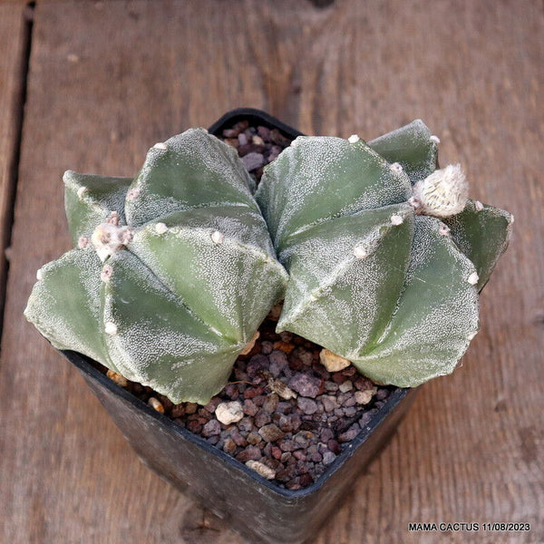 ASTROPHYTUM MYRIOSTIGMA DICHOTOMIC