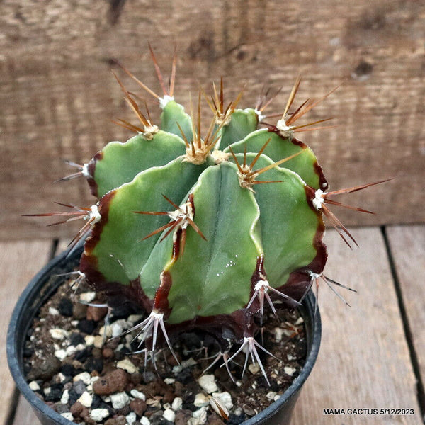 ASTROPHYTUM ORNATUM OLD