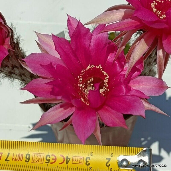Flower  MaMa Cactus
