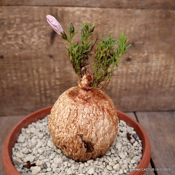 IPOMEA BOLUSII