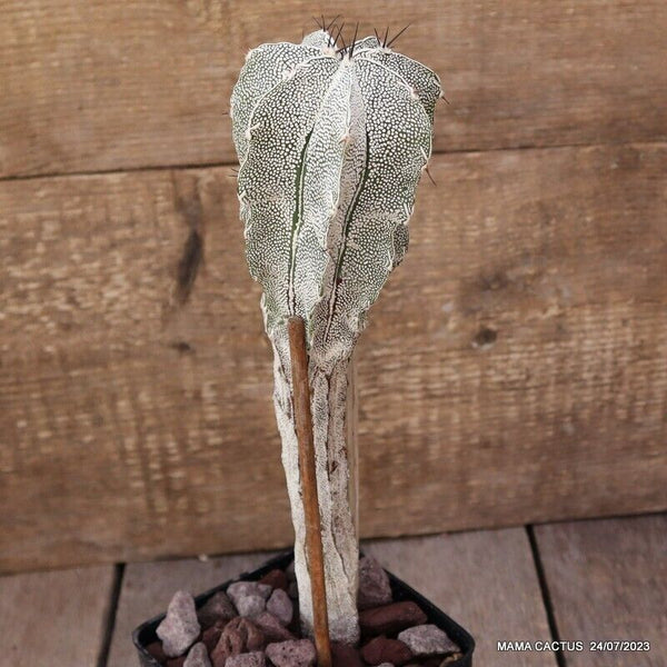 ASTROPHYTUM ORNATUM X ONZUKA