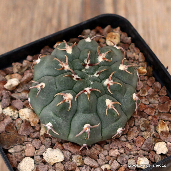 GYMNOCALYCIUM VATTERI UNGUISPINUM