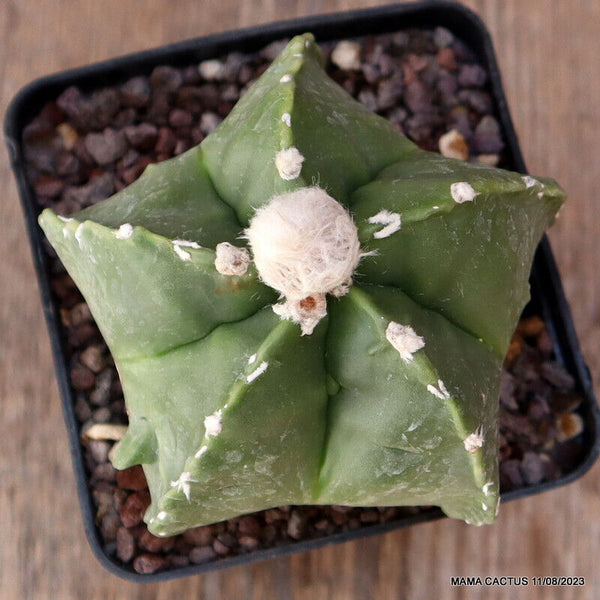 ASTROPHYTUM MYRIOSTIGMA FUKURYU
